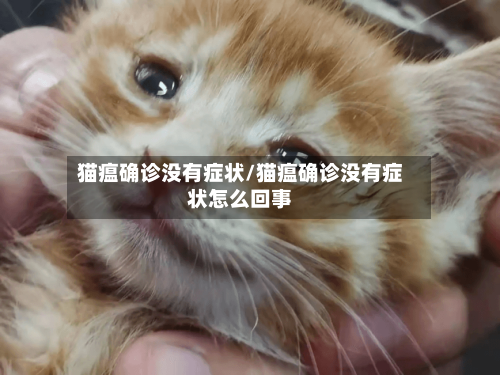 猫瘟确诊没有症状/猫瘟确诊没有症状怎么回事-第3张图片