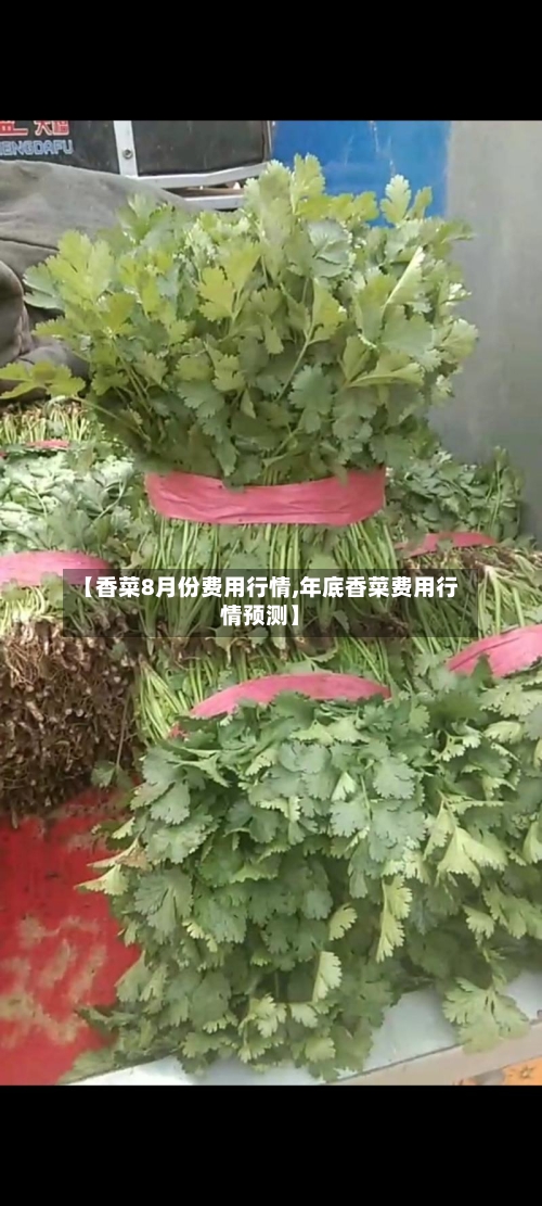 【香菜8月份费用行情,年底香菜费用行情预测】