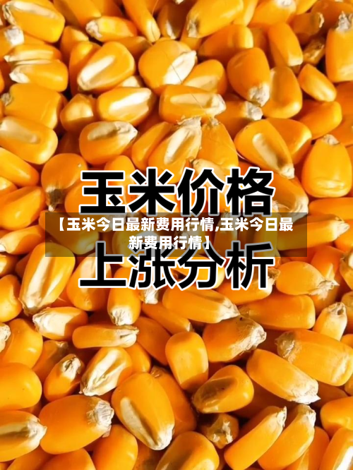 【玉米今日最新费用行情,玉米今日最新费用行情】
