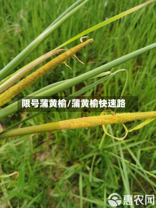 限号蒲黄榆/蒲黄榆快速路-第2张图片