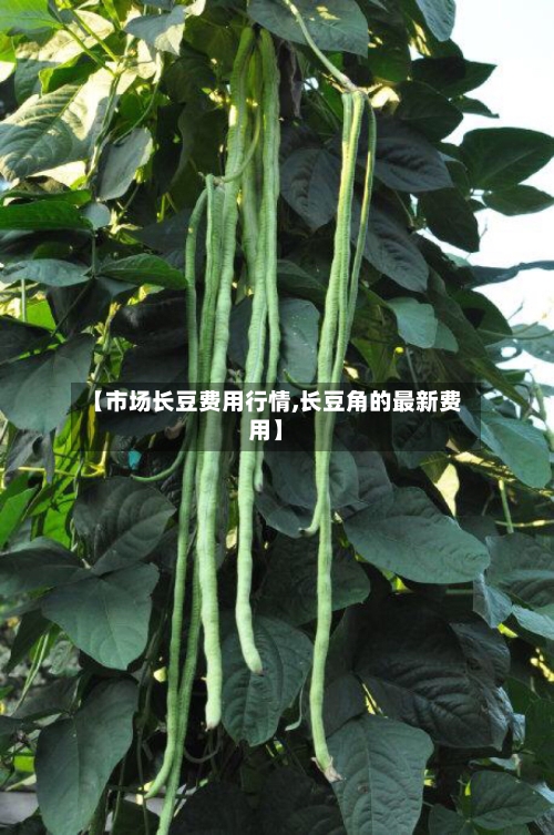 【市场长豆费用行情,长豆角的最新费用】-第3张图片