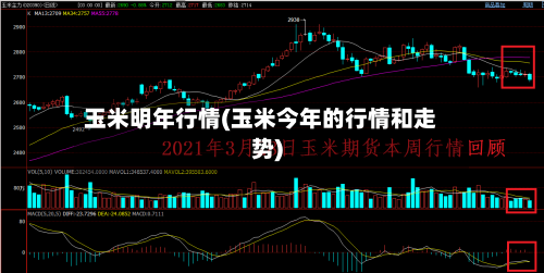 玉米明年行情(玉米今年的行情和走势)
